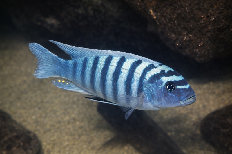Maylandia zebra 'Crocodile Rocks'
